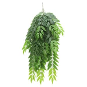 Curry leaves – 90 cm long leaves