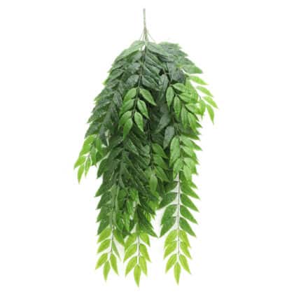 Curry leaves – 90 cm long leaves