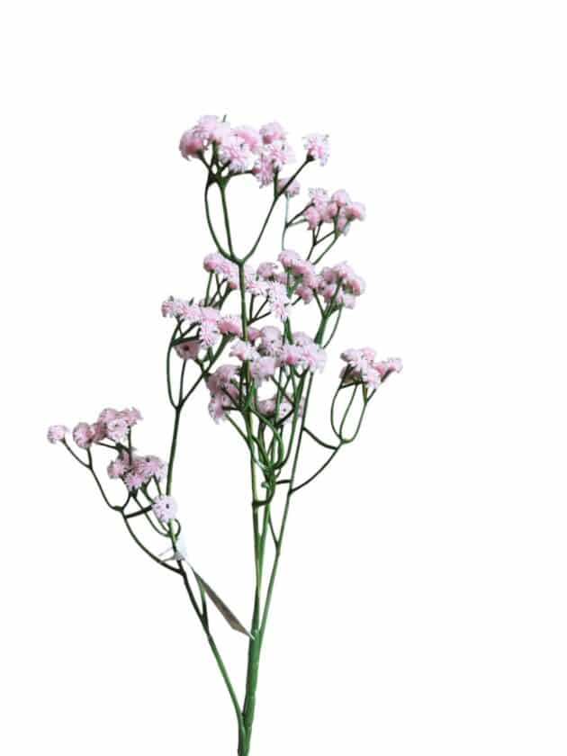 baby's breath - gypsophila flower