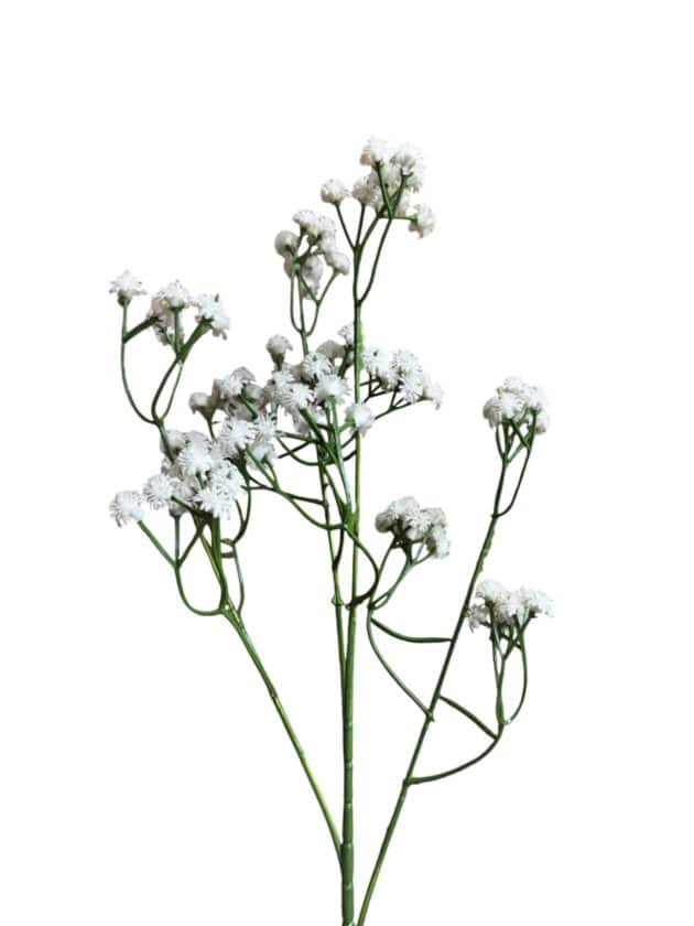 baby's breath - gypsophila flower