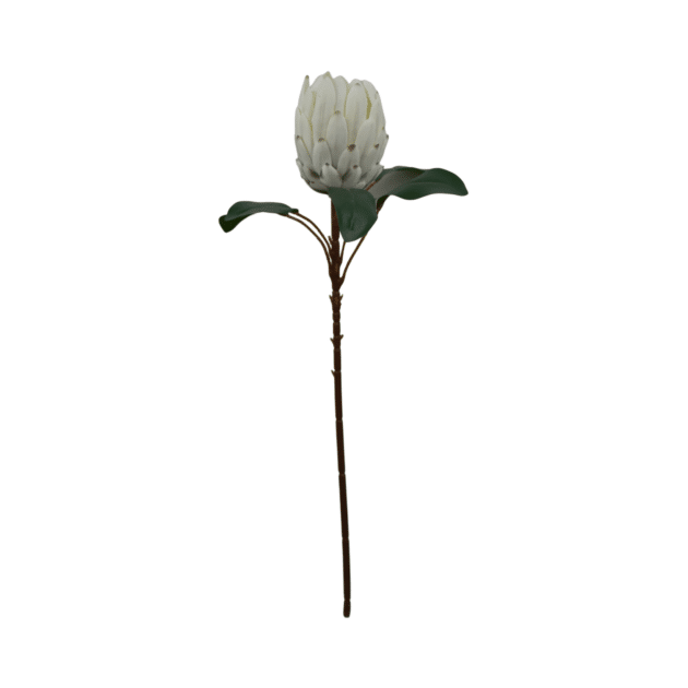 65cm White Protea Stem