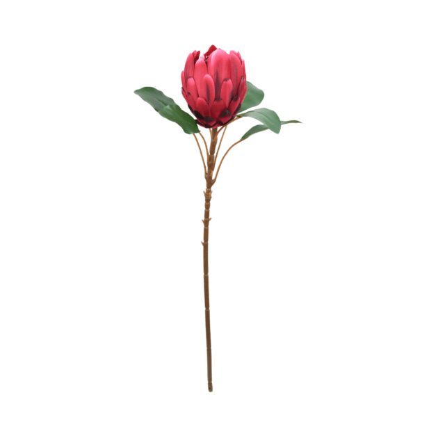 65cm Red Protea Stem