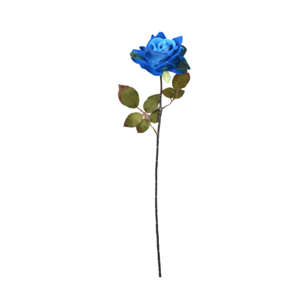 Single open rose – 70 cm with black stem, blue colour