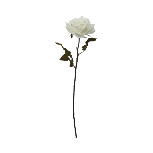 Single open rose with a 70 cm black stem, ivory bloom