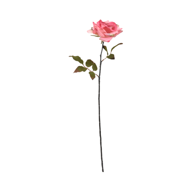 Single open rose with a black stem – 70 cm, pink