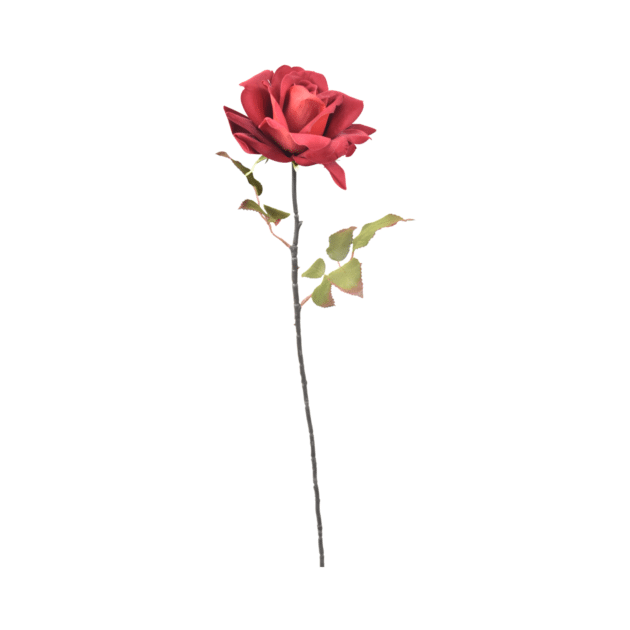 Single open rose – 70 cm with black stem and coloured rose