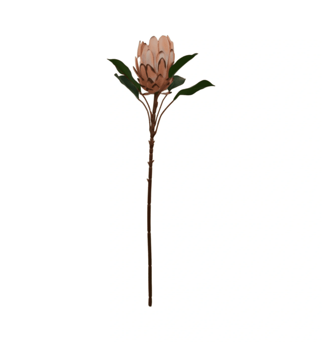 65cm Apricot Protea Stem