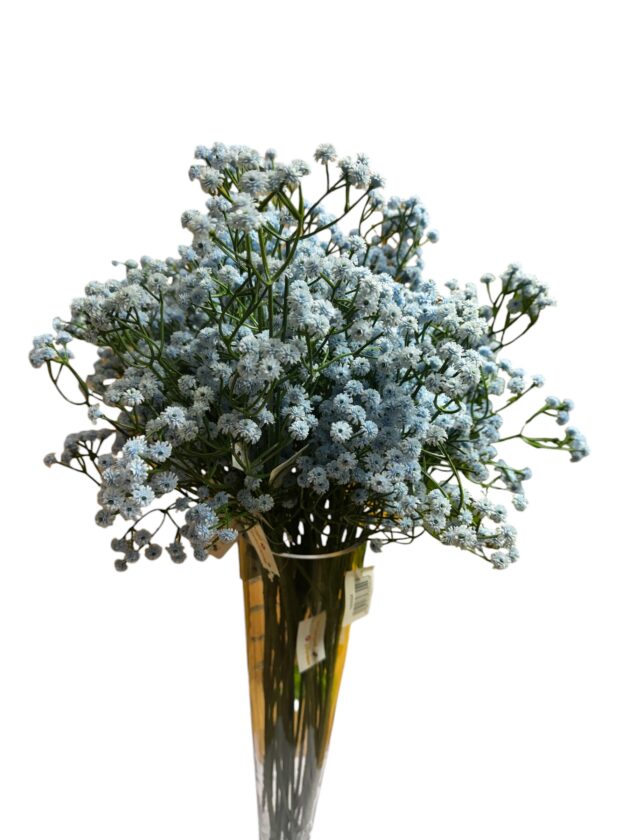 baby's breath - gypsophila flower