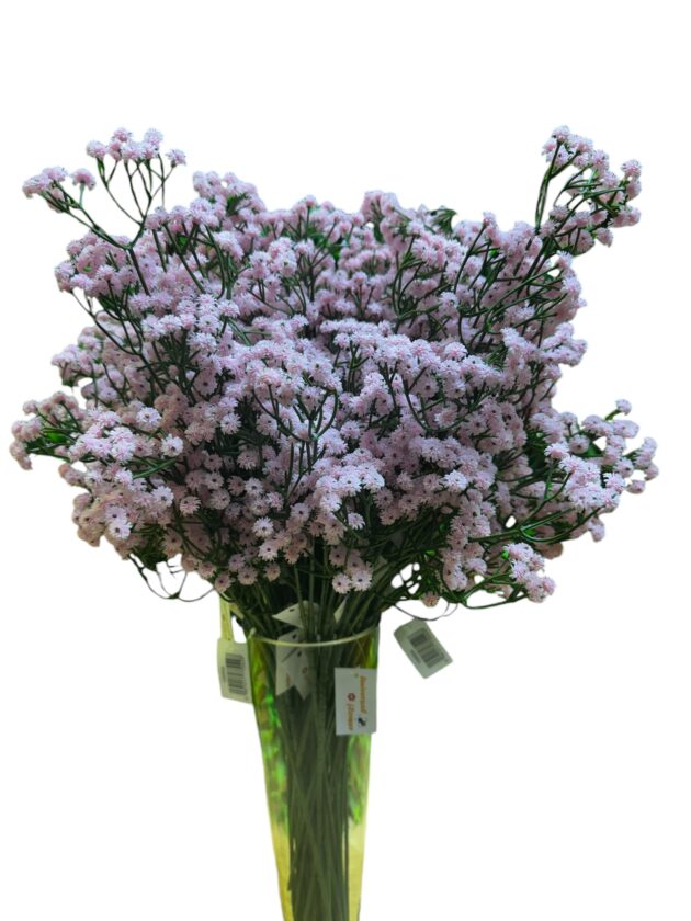 baby's breath - gypsophila flower