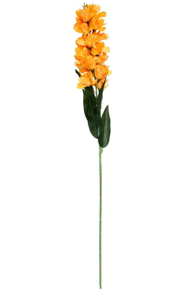 Delphinium – 80 cm orange