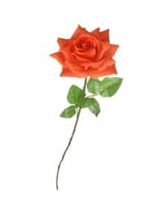 Single velvet long stem rose – 75 cm orange