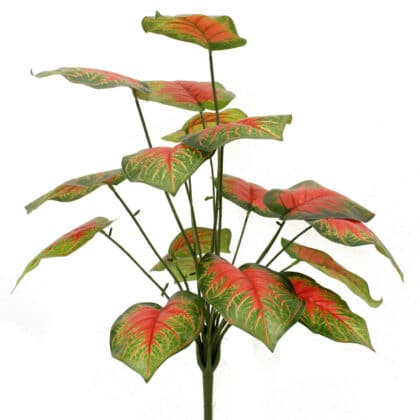 Green plant – 70 cm with orange-centred leaves