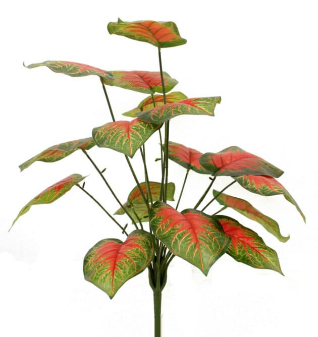 Green plant – 70 cm with orange-centred leaves