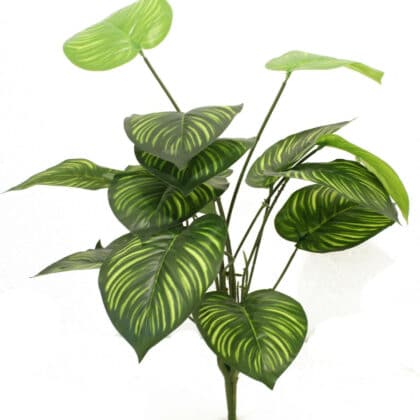 Green plant – 70 cm with light green striped leaves