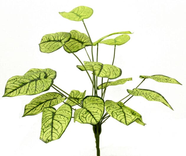 Green plant – 70 cm with light green leaves