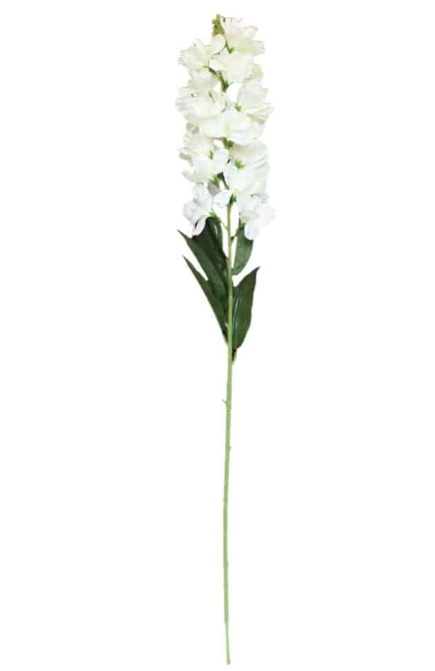 Delphinium – 80 cm ivory