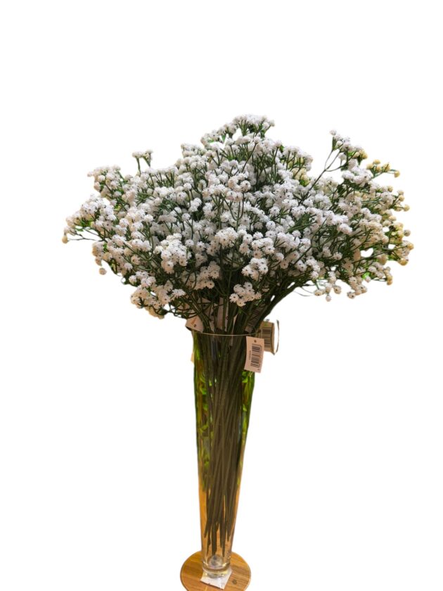 baby's breath - gypsophila flower