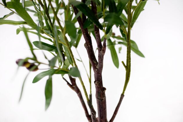 Elegant Olive Fruit Tree, Lifelike artificial olive plant, Faux olive tree with green fruit, Faux olive tree with black fruit, Large artificial olive tree