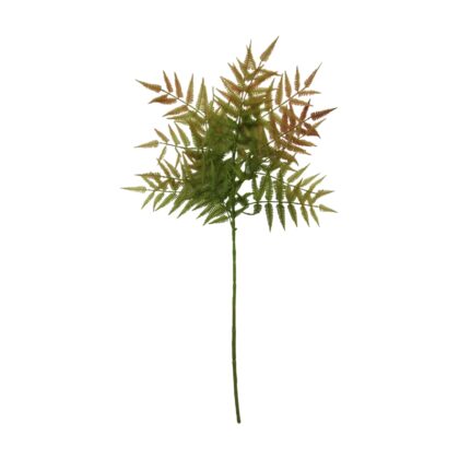 Cyrtomium Spray 85cm